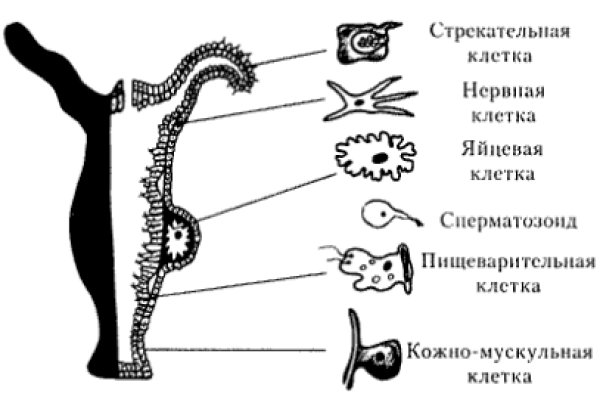 Kraken 9 at клиар ссылка